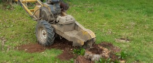 Stump Grinding